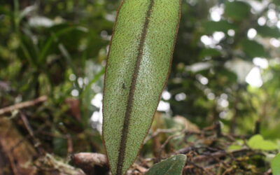 Elaphoglossum metallicum