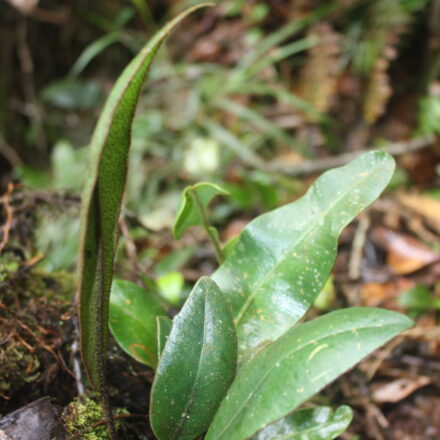 Elaphoglossum metallicum | Ferns and Lycophytes of the World