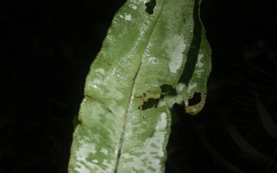 Elaphoglossum	papillosum