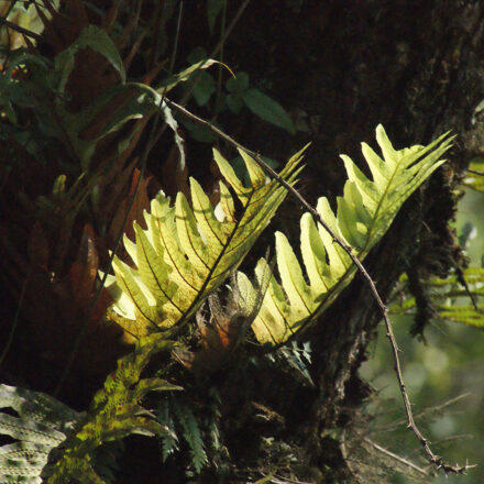 Aglaomorpha volkensii | Ferns and Lycophytes of the World