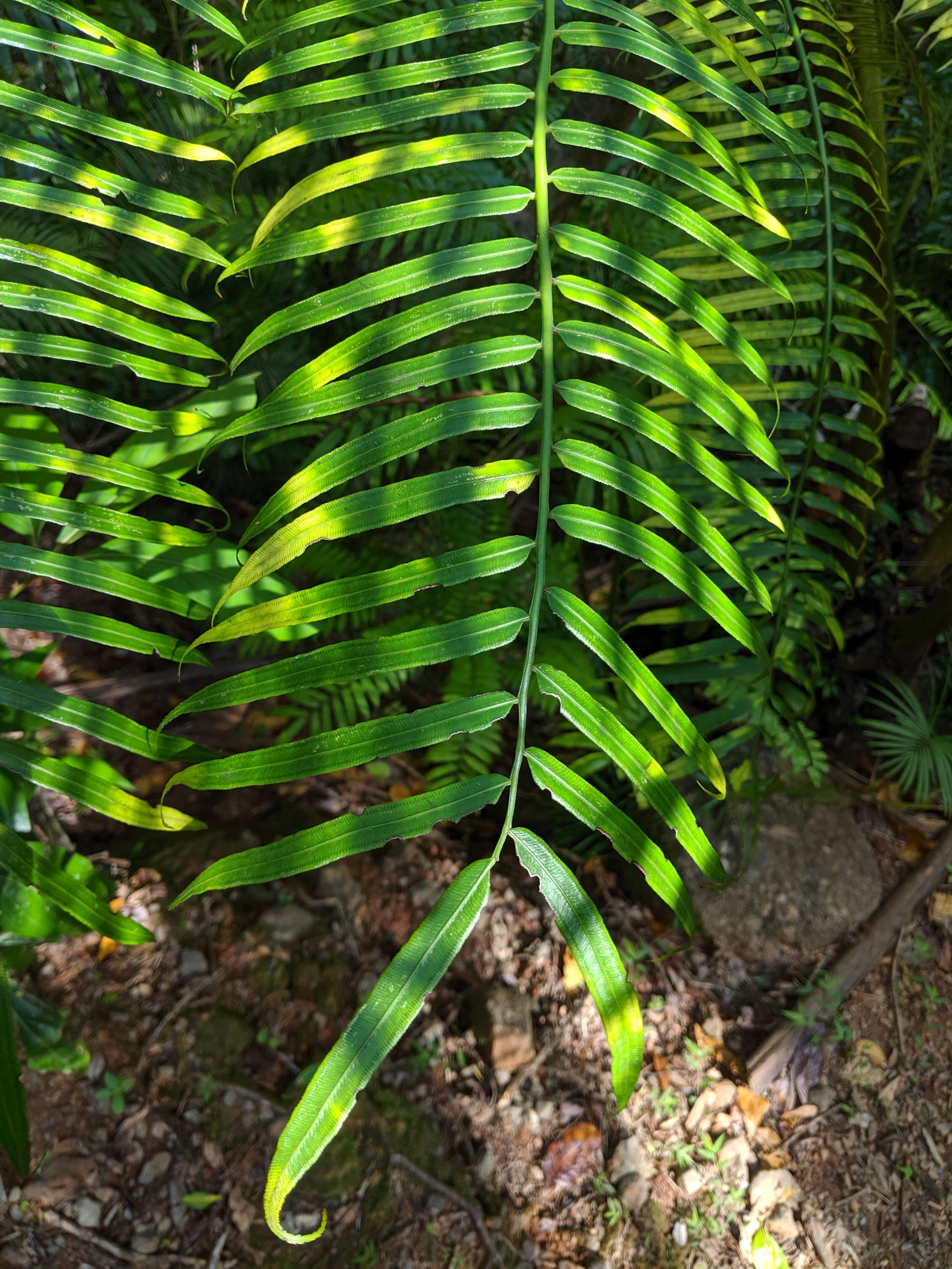 Angiopteris evecta | Ferns and Lycophytes of the World