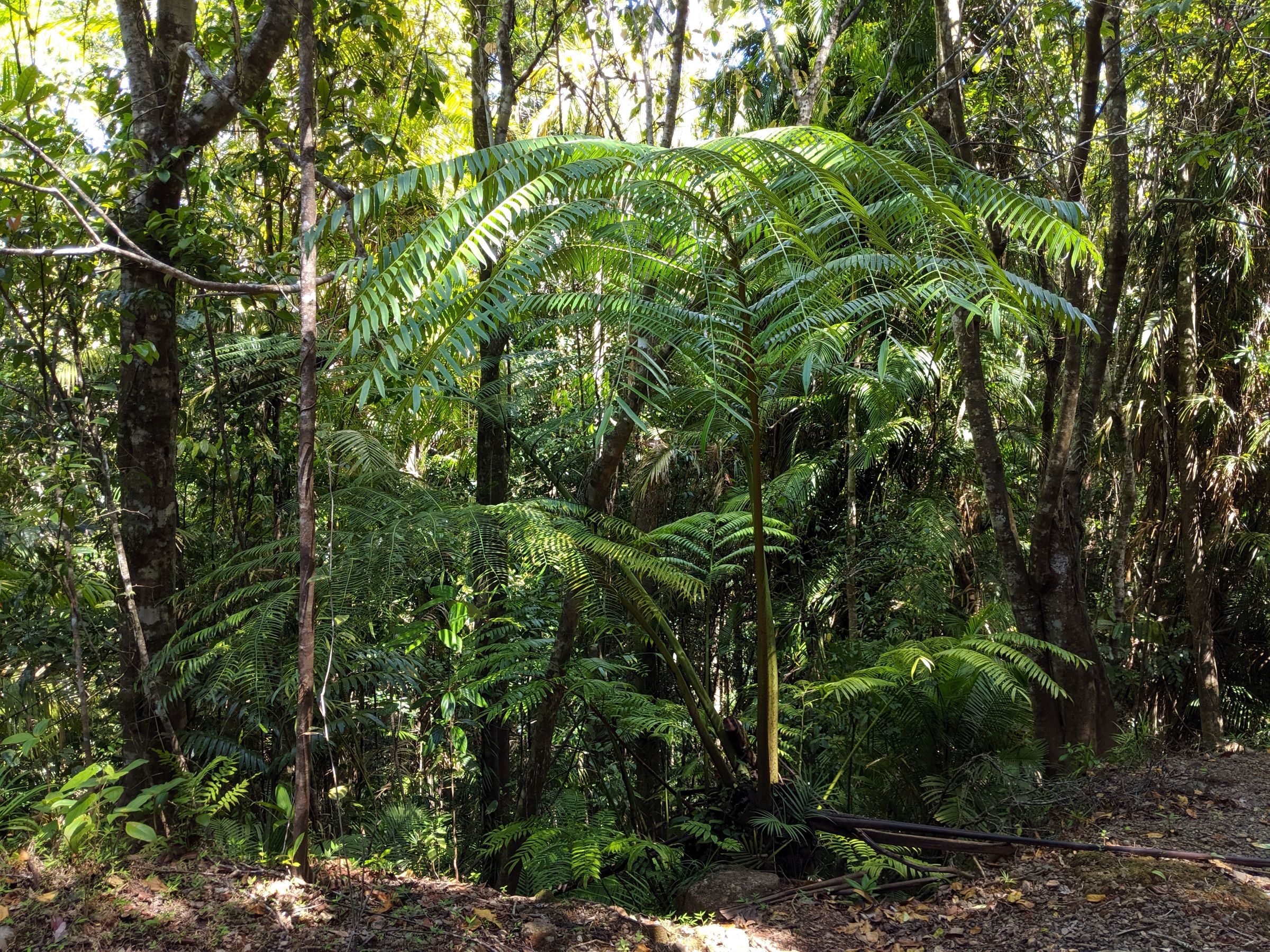 Angiopteris evecta | Ferns and Lycophytes of the World