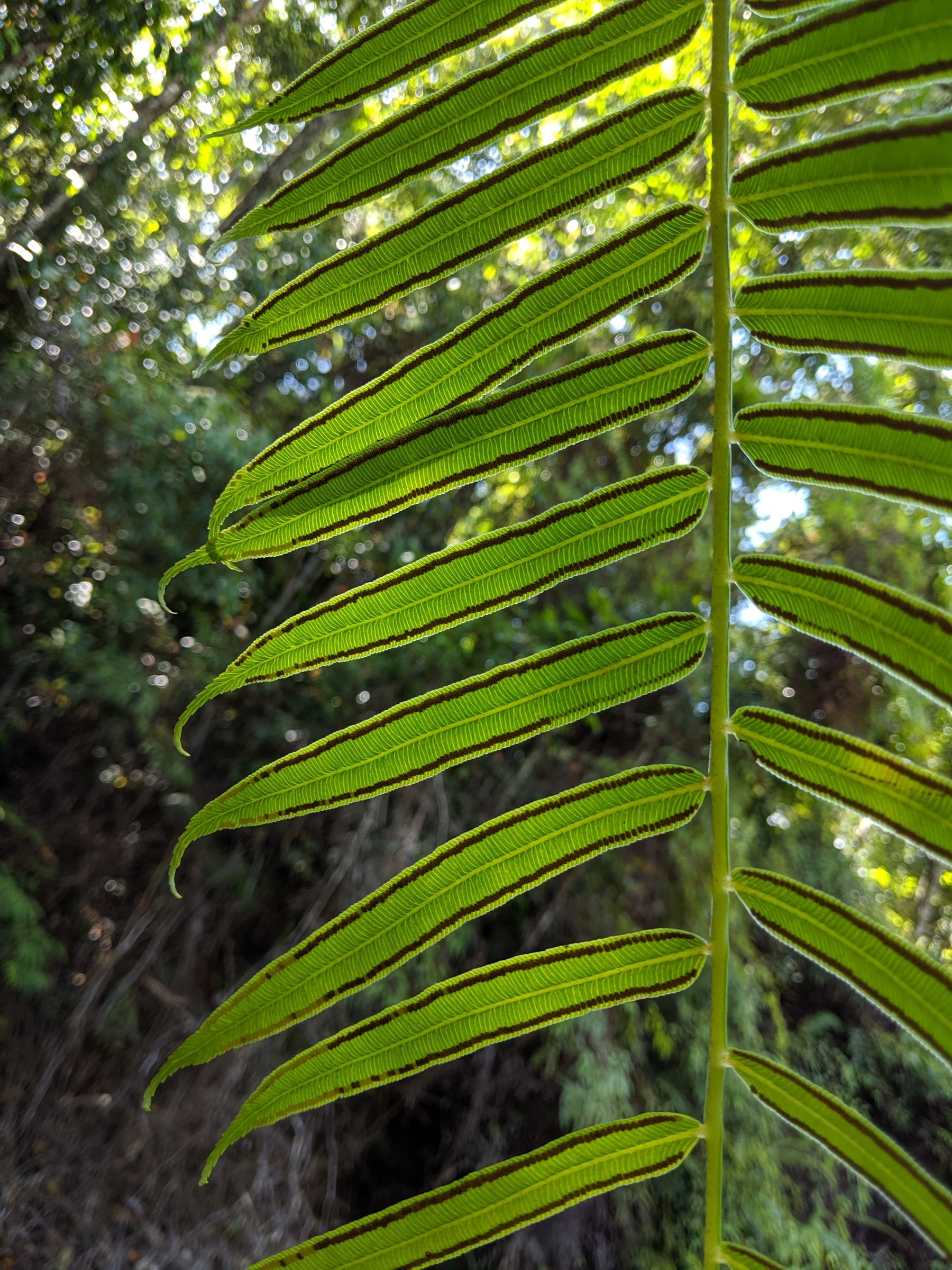 Angiopteris evecta | Ferns and Lycophytes of the World