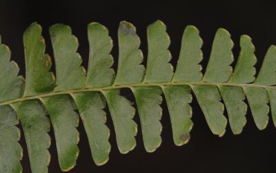 Lindsaea stolonifera