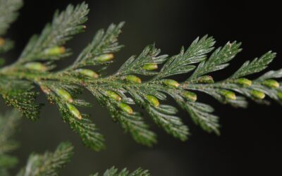 Abrodictyum obscurum