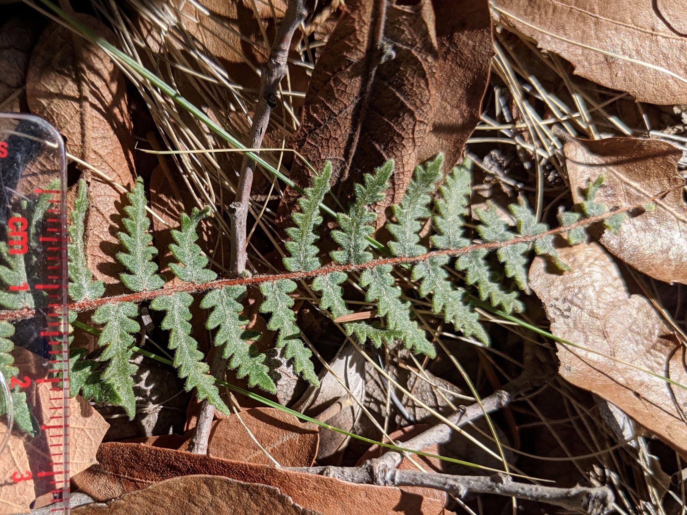 Myriopteris aurea | Ferns and Lycophytes of the World