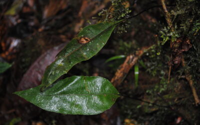 Elaphoglossum papillosum