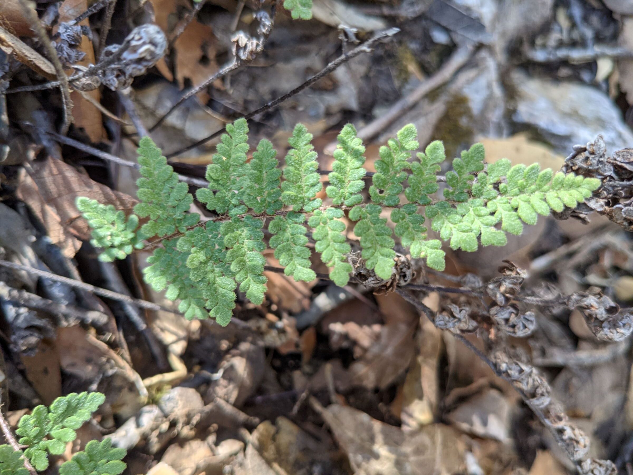 Myriopteris tomentosa | Ferns and Lycophytes of the World