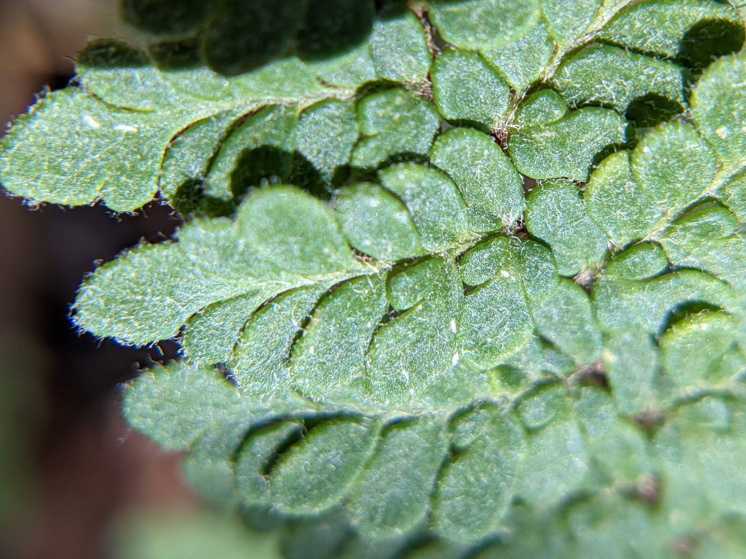 Myriopteris tomentosa | Ferns and Lycophytes of the World