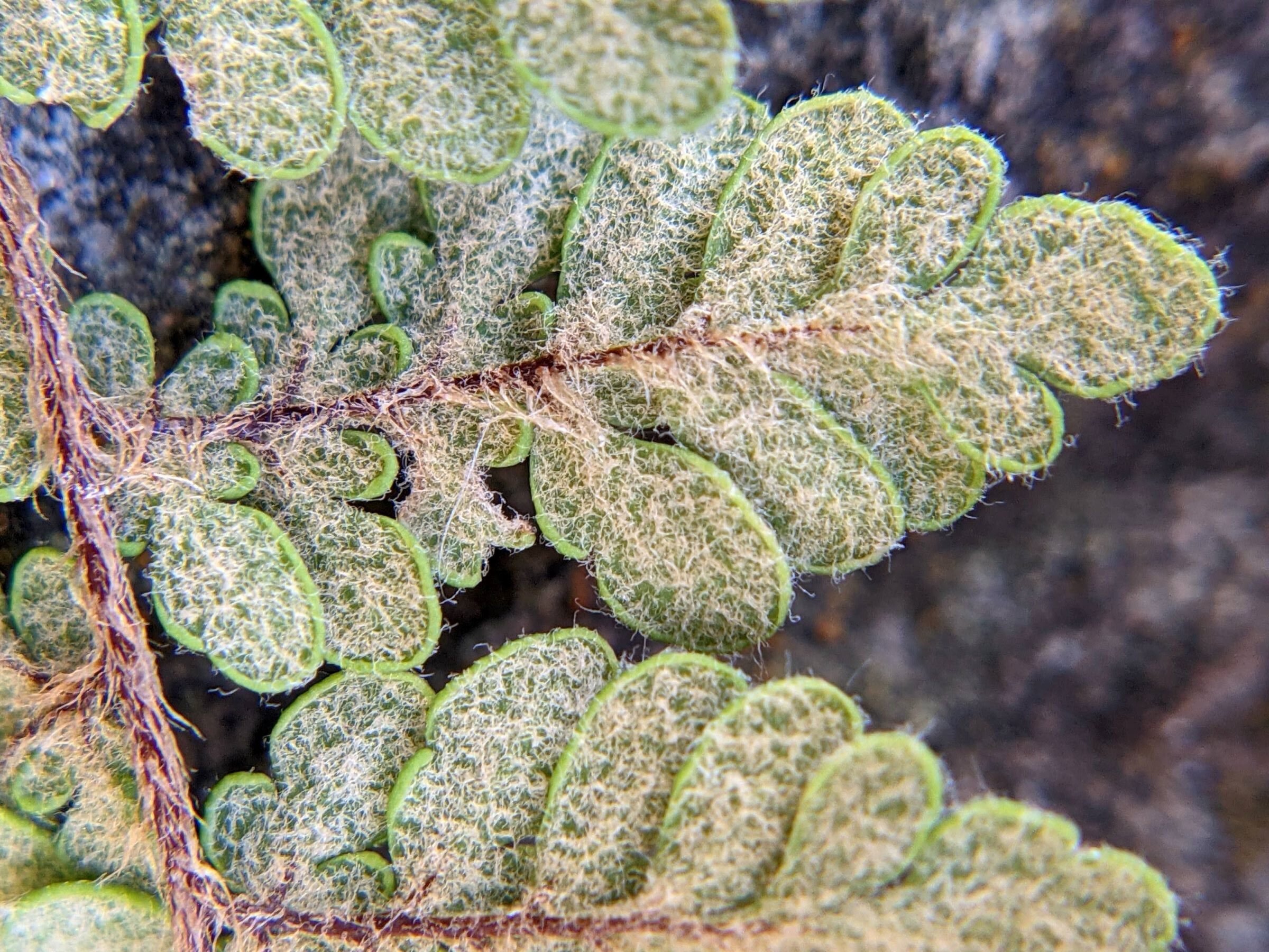 Myriopteris tomentosa | Ferns and Lycophytes of the World