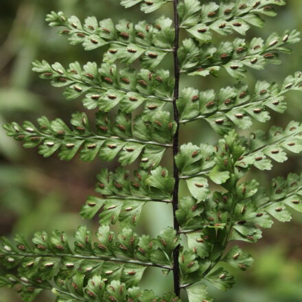 Asplenium uniseriale | Ferns and Lycophytes of the World