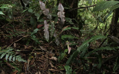 Salpichlaena volubilis subsp. amazonica