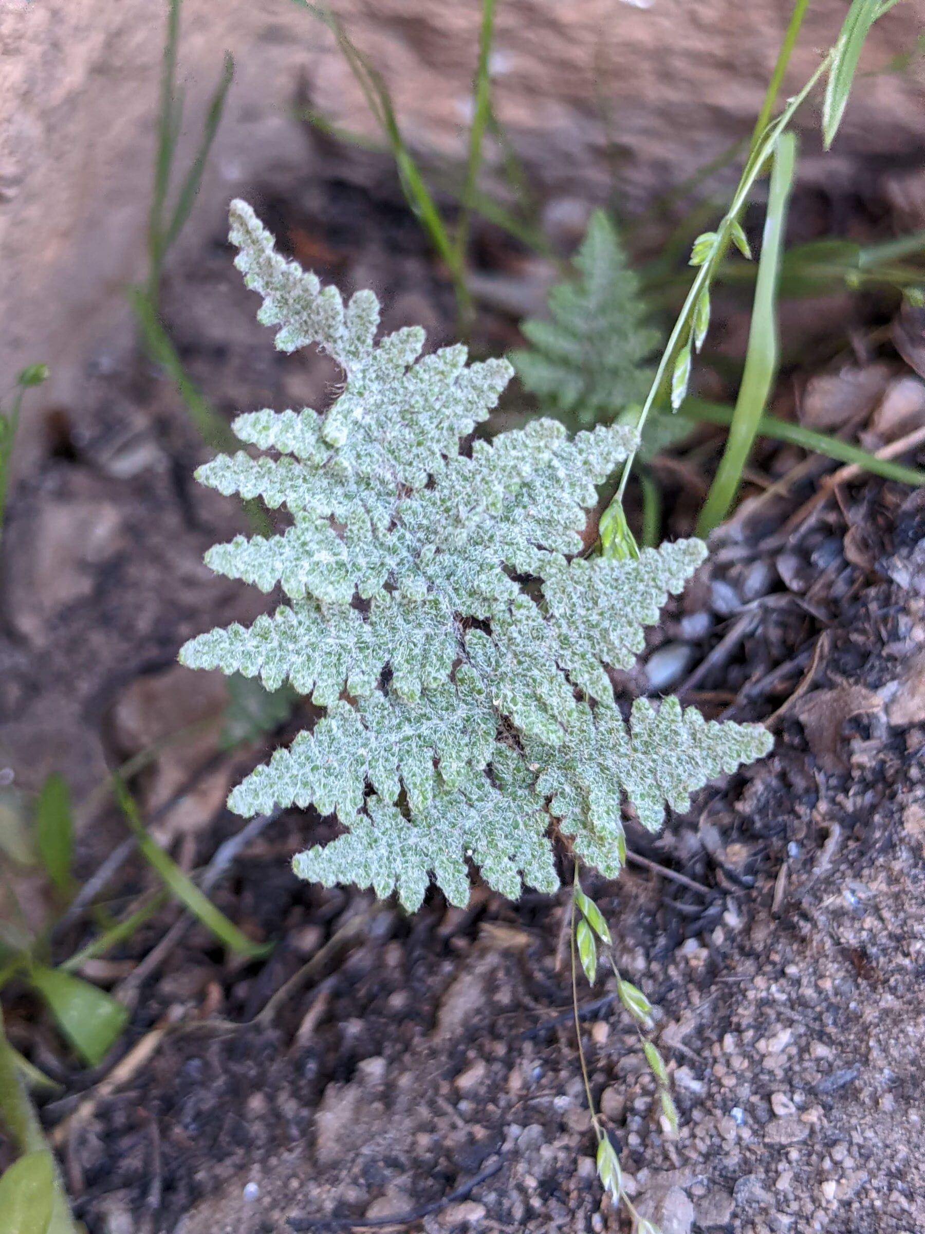 Myriopteris sp | Ferns and Lycophytes of the World