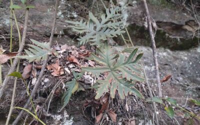 Doryopteris lorentzii