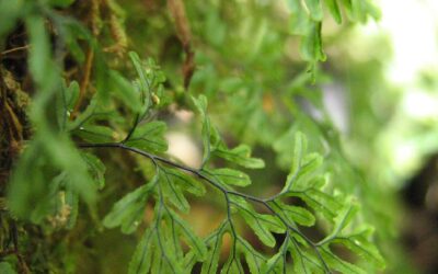 Hymenophyllum lineare