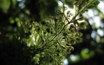 Hymenophyllum consanguineum