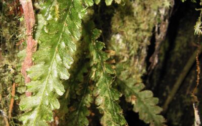 Trichomanes polypodioides