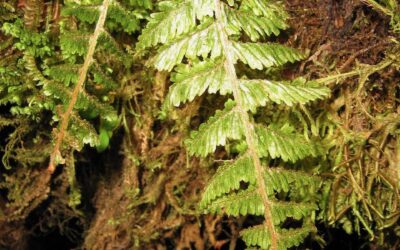 Hymenophyllum sieberi