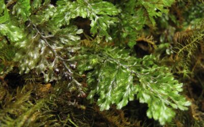 Hymenophyllum ectocarpon