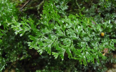 Hymenophyllum polyanthos