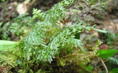 Hymenophyllum consanguineum