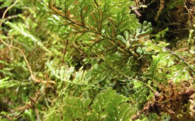 Hymenophyllum hirsutum