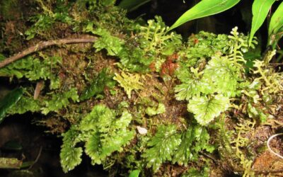 Hymenophyllum ectocarpon