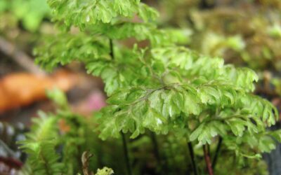 Hymenophyllum myriocarpum