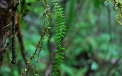 Lellingeria suspensa