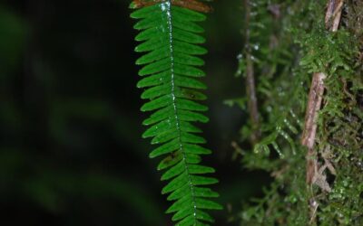 Mycopteris costaricensis