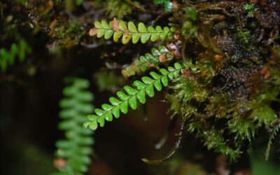 Lellingeria suspensa