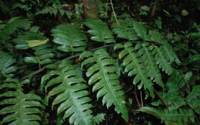 Diplazium macrophyllum