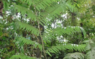 Cyathea mutica var. grandis