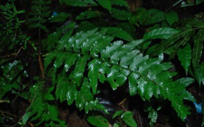 Hymenasplenium volubile