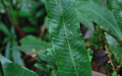 Campyloneurum sphenodes