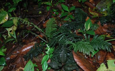 Danaea crispa