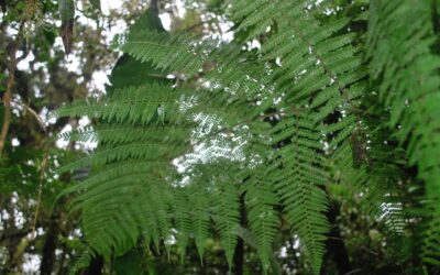 Dennstaedtia cornuta