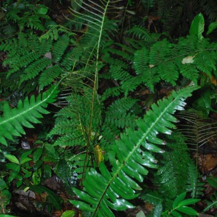 Austroblechnum lherminieri | Ferns and Lycophytes of the World