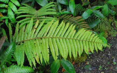 Steiropteris decussata var. costaricensis