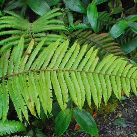 Steiropteris decussata var. costaricensis | Ferns and Lycophytes of the ...