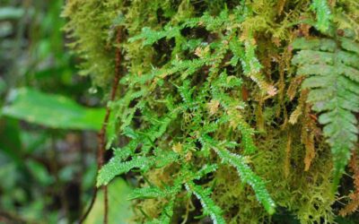 Selaginella diffusa