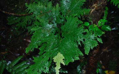 Selaginella oaxacana