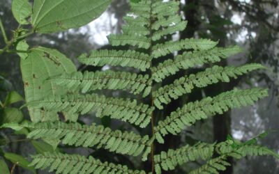 Cyathea pinnula