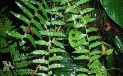 Asplenium pululahuae