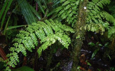 Asplenium rutaceum