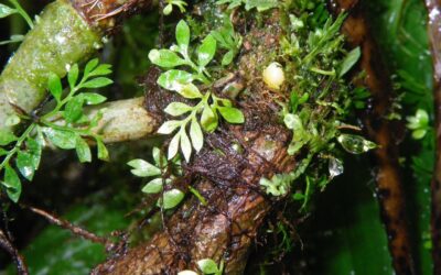 Asplenium holophlebium