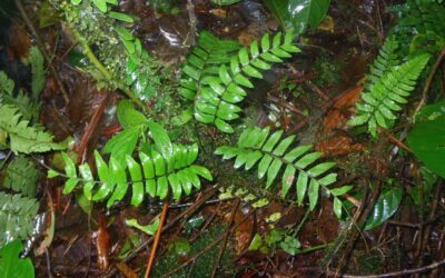 Asplenium cirrhatum