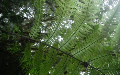 Cyathea mutica var. mutica