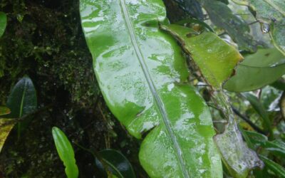 Elaphoglossum latifolium