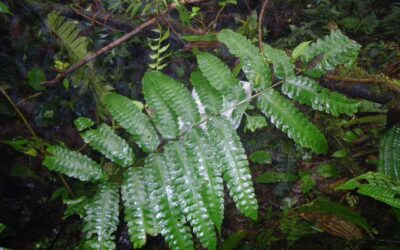 Pteris speciosa